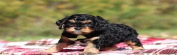 Cavapoo dogs for sale: Dax - Ad 5