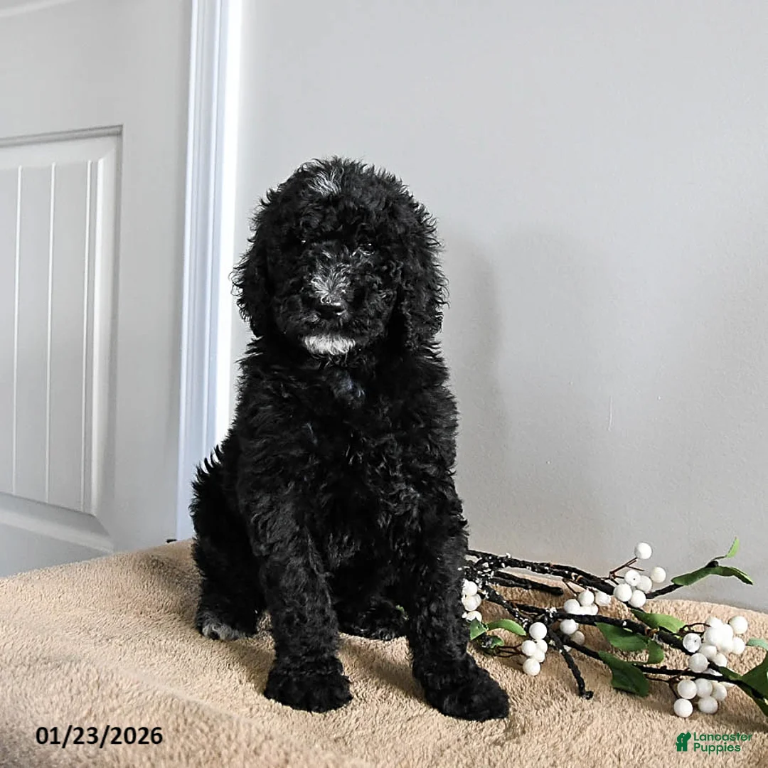 Standard Poodle dogs for sale: Vixen - Ad 2