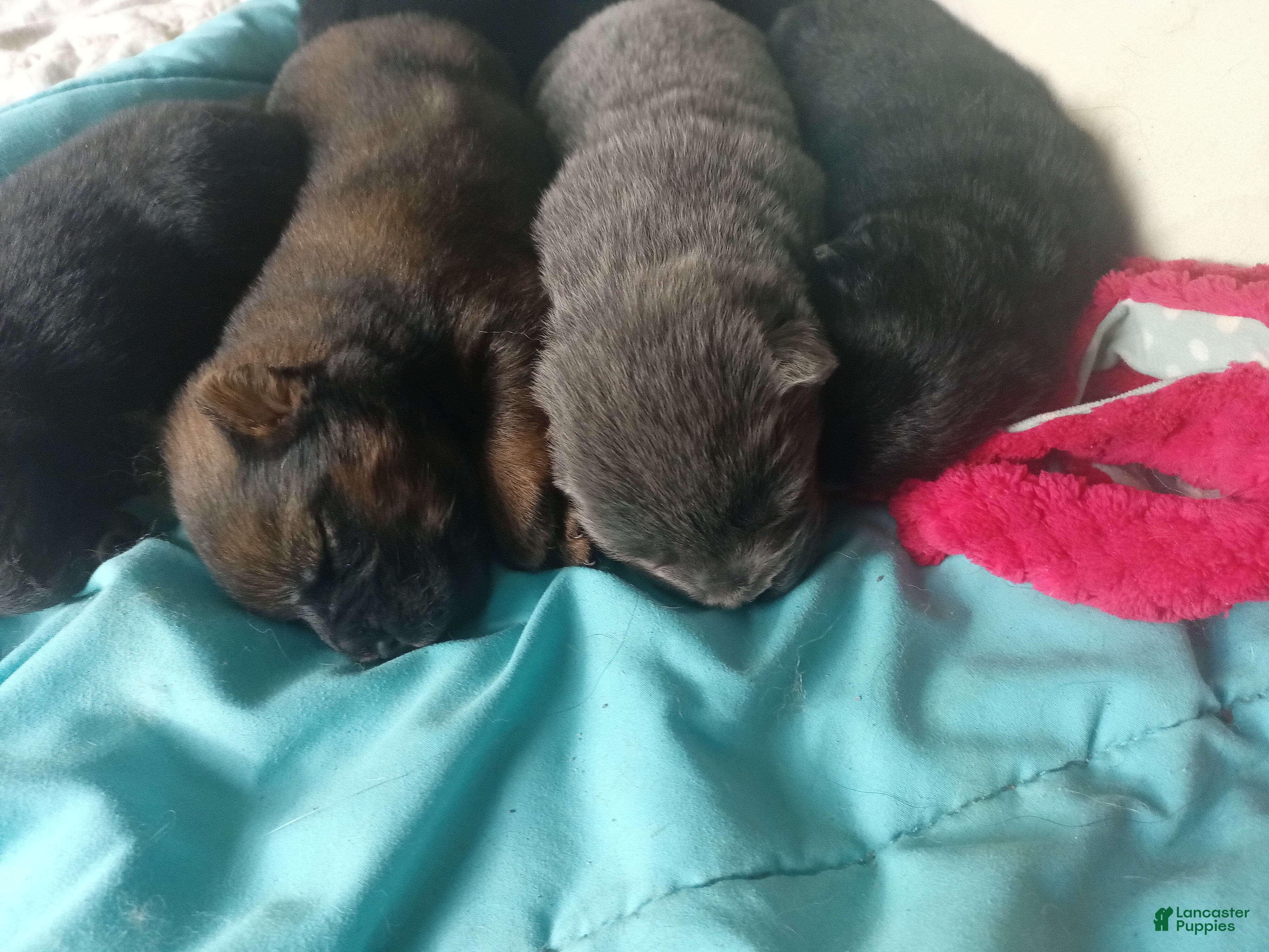 Chow Chow
