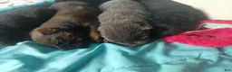 Chow Chow dogs for sale: Chow Chow litter will be ready  - Ad 1