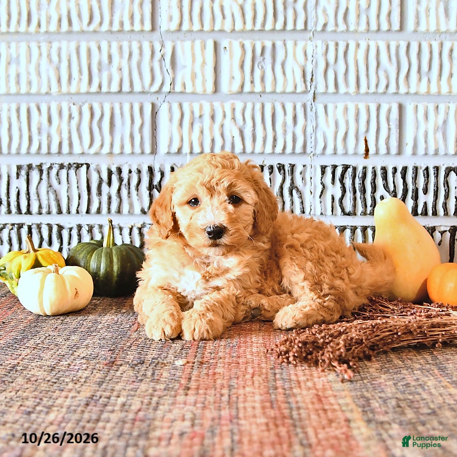 Mini Goldendoodle dogs for sale: Molly - Ad 1