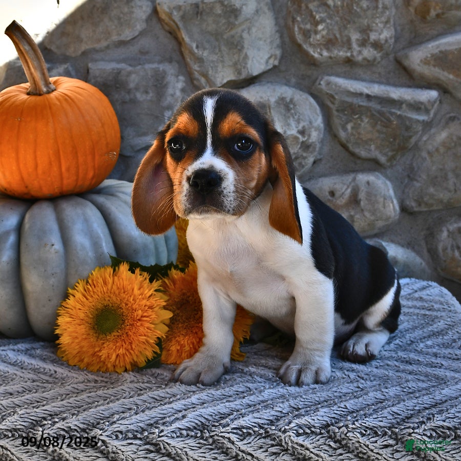 Cheagle Puppies For Sale Near Me Beagle Puppies For Sale Lancaster