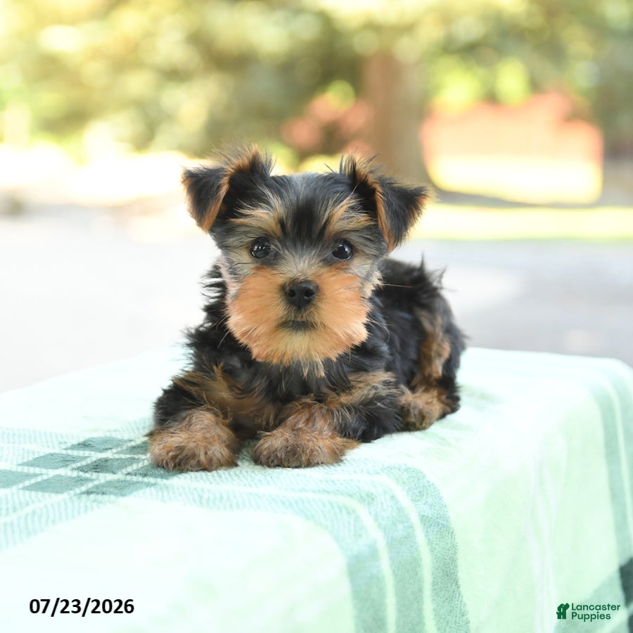 Yorkshire Terrier dogs Smores - Ad 2