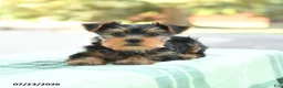 Yorkshire Terrier dogs for sale: Smores - Ad 2