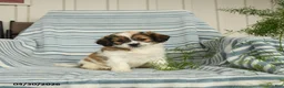 Shihpoo dogs for sale: Snickers - Ad 1