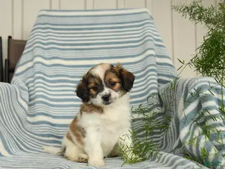 Shihpoo dogs for sale: Snickers - Ad 1