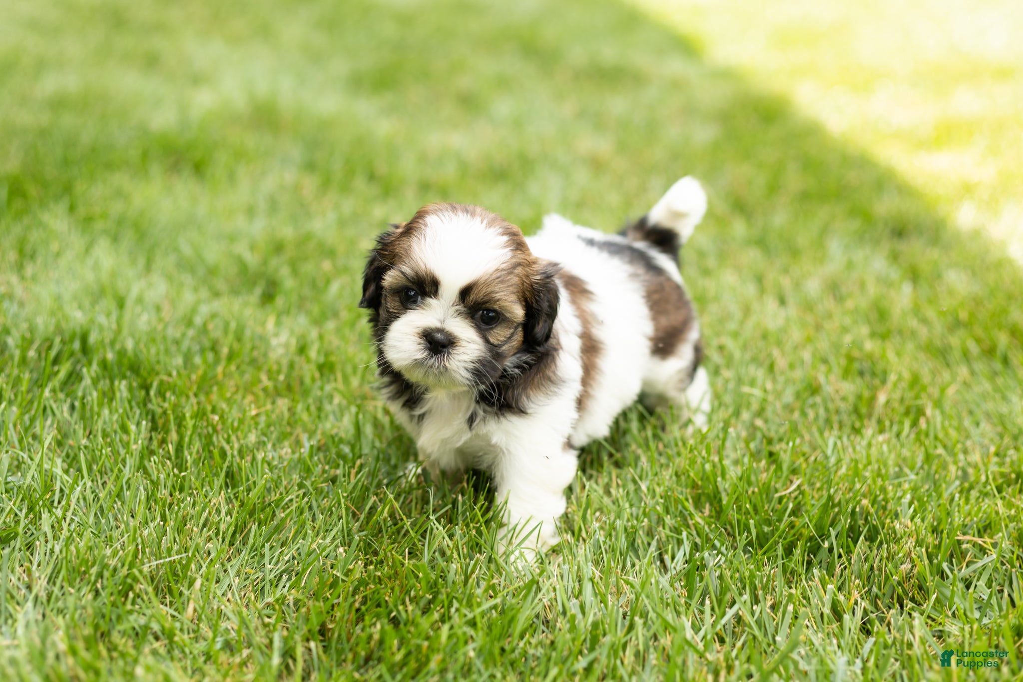 Shih Tzu dogs Glory  - Ad 15