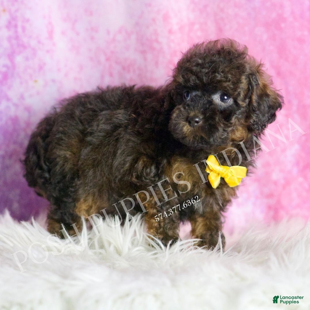 Toy Poodle dogs for sale: Theo - Ad 3