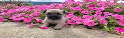 Cairn Terrier dogs for sale: Julie - Ad 6