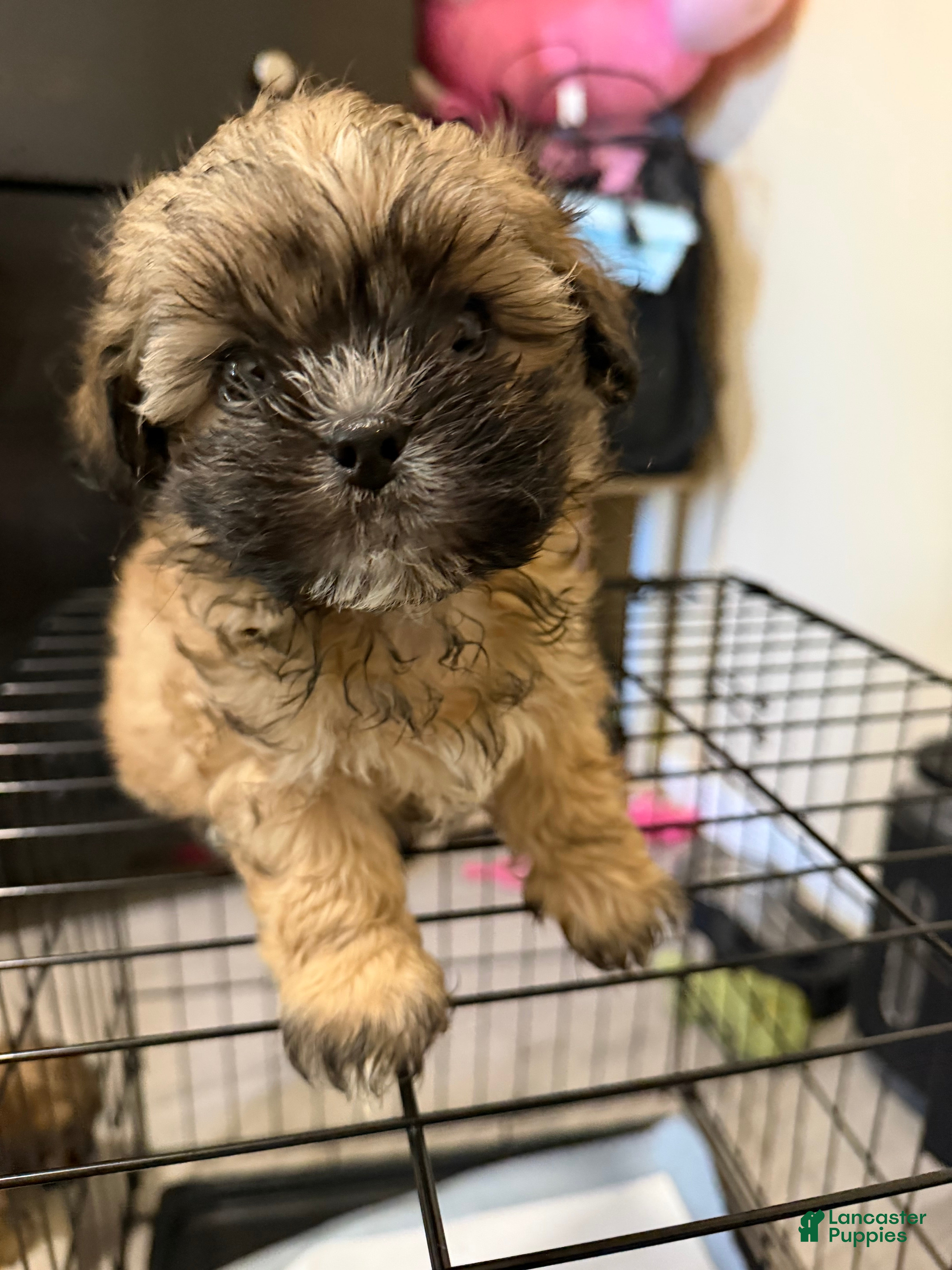 Shih Tzu dogs Shih Tzu 1 Breezy  - Ad 20