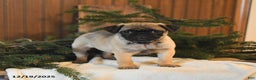 Mixed Breed dogs for sale: Timber - Ad 2