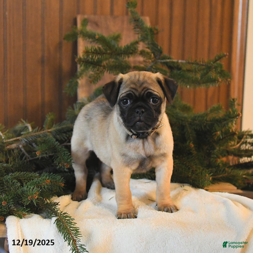Mixed Breed dogs for sale: Timber - Ad 2