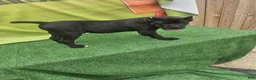 Cane Corso dogs for sale: MELLO - Ad 22