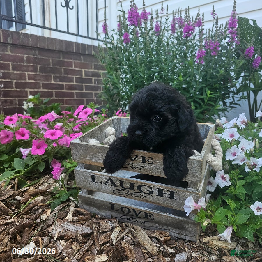 Havapoo dogs Sam - Ad 2