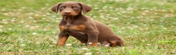 Doberman Pinscher dogs for sale: DUKE - Ad 11