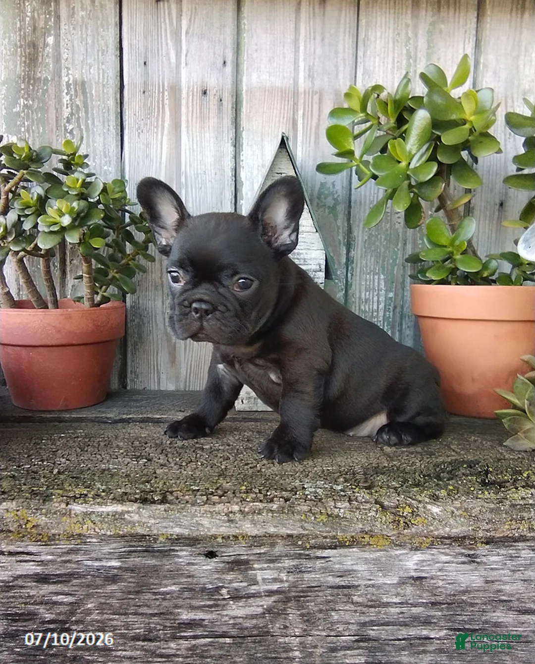 French Bulldog dogs for sale: Millie - Ad 7
