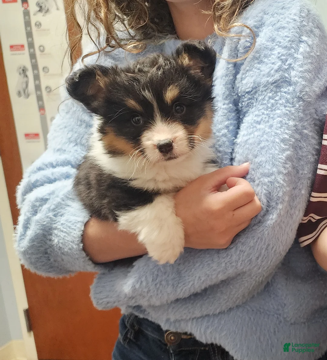 Welsh Corgi Pembroke dogs for sale: Welsh Corgi Pembroke Puppy 1 - Ad 1