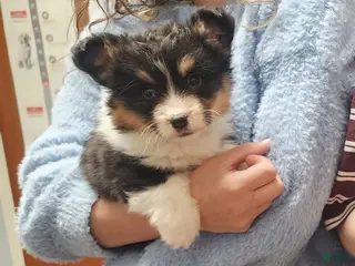 Welsh Corgi Pembroke dogs Welsh Corgi Pembroke Puppy 1 - Ad 1