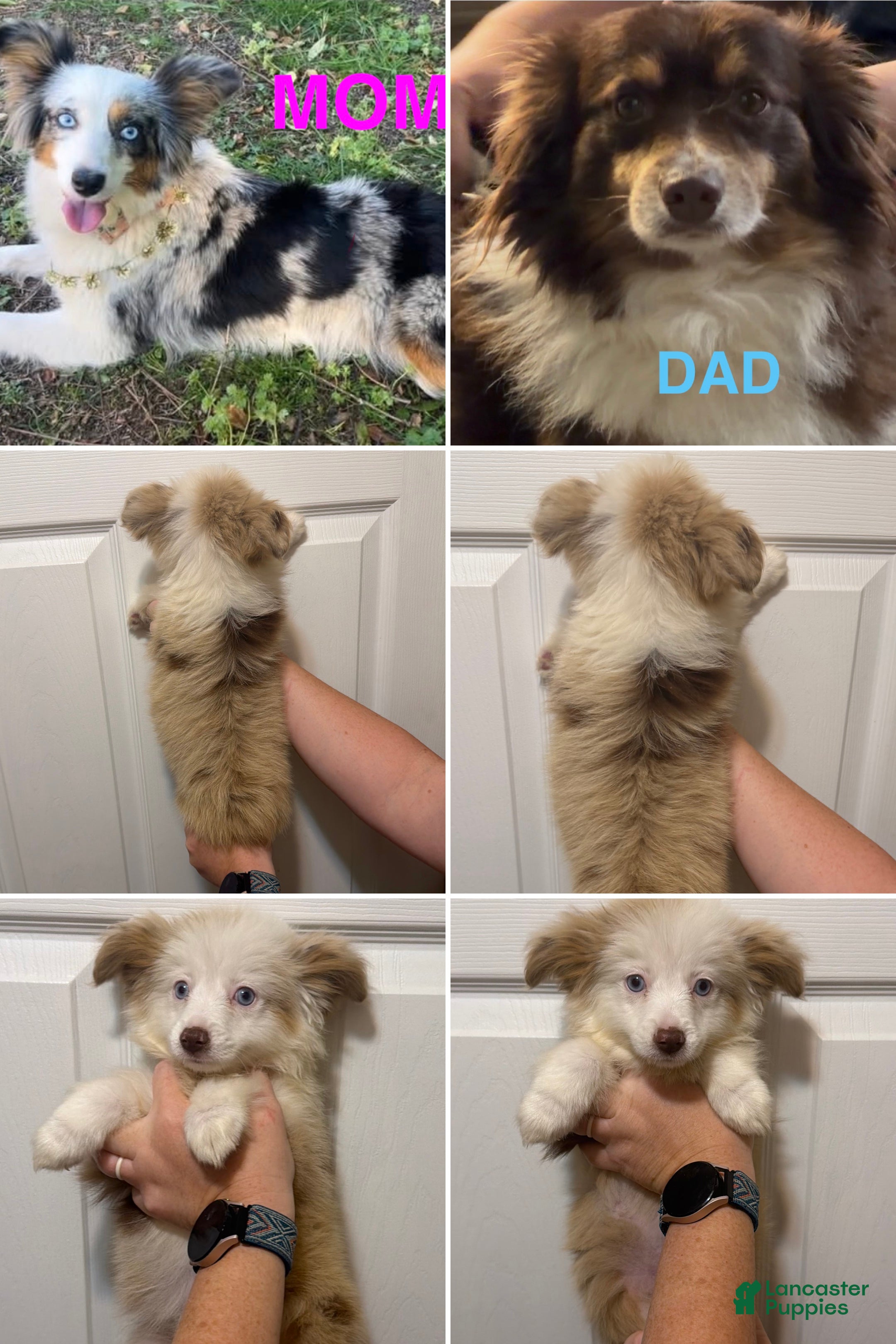 Miniature Australian Shepherd dogs Black  - Ad 18