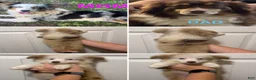 Miniature Australian Shepherd dogs for sale: Black  - Ad 2