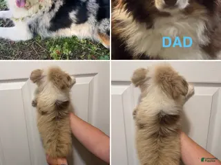 Miniature Australian Shepherd dogs Black - Ad 18