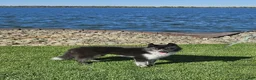 Siberian Husky dogs for sale: Meeko - Ad 2