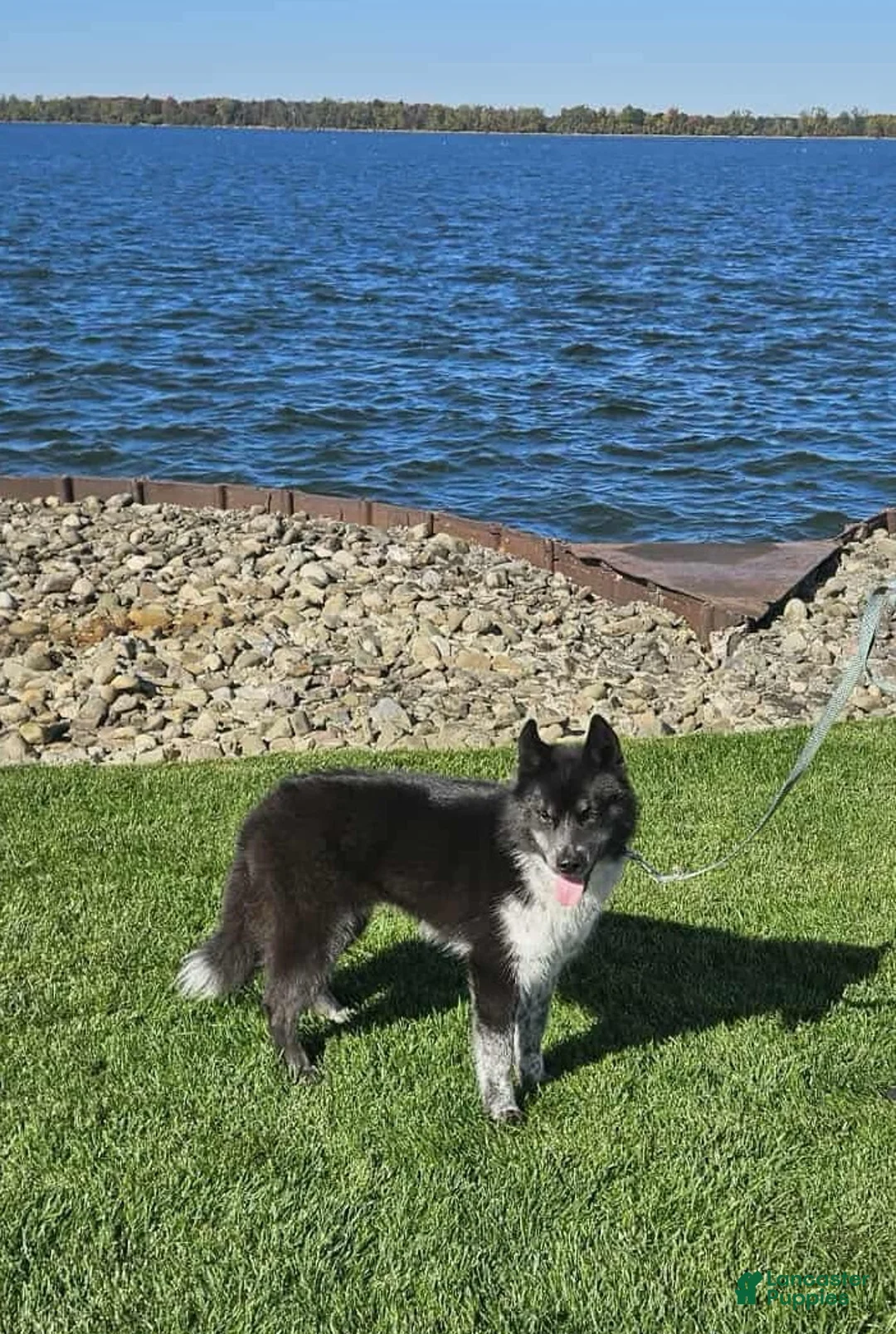 Siberian Husky dogs for sale: Meeko - Ad 2