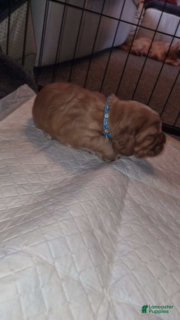 English Cocker Spaniel dogs English Cocker Spaniel Puppy 3 - Ad 4