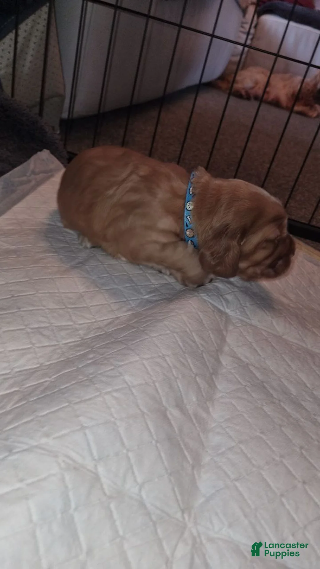 English Cocker Spaniel dogs for sale: English Cocker Spaniel Puppy 3 - Ad 1