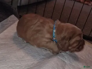 English Cocker Spaniel dogs English Cocker Spaniel Puppy 3 - Ad 4