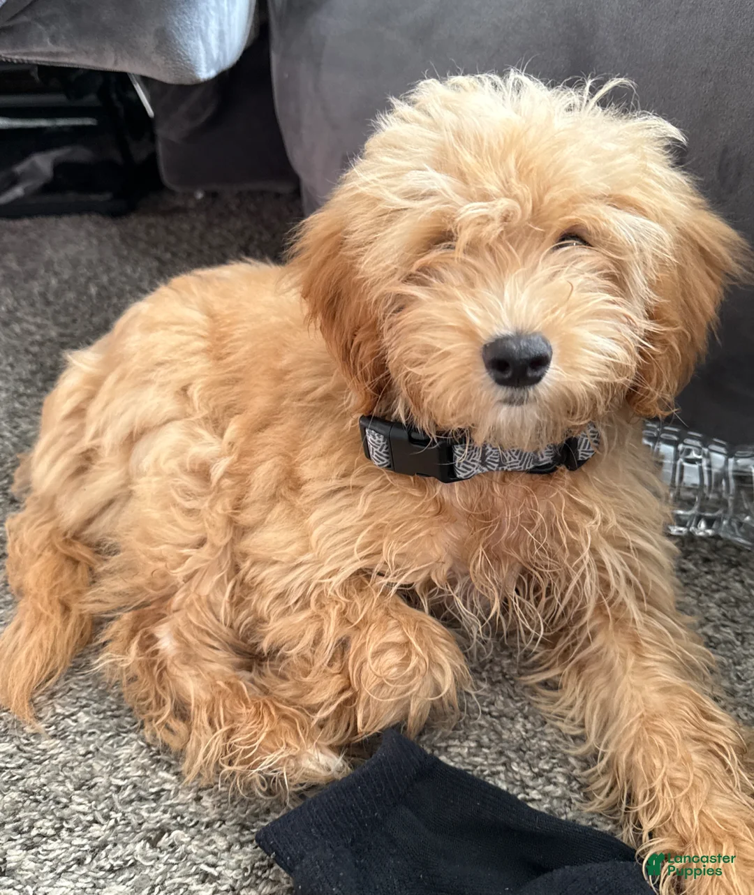 Maltipoo dogs for sale: Maltipoo Puppy 1 - Ad 2