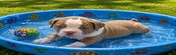 English Bulldog dogs for sale: English Bulldog 5 - Ad 3