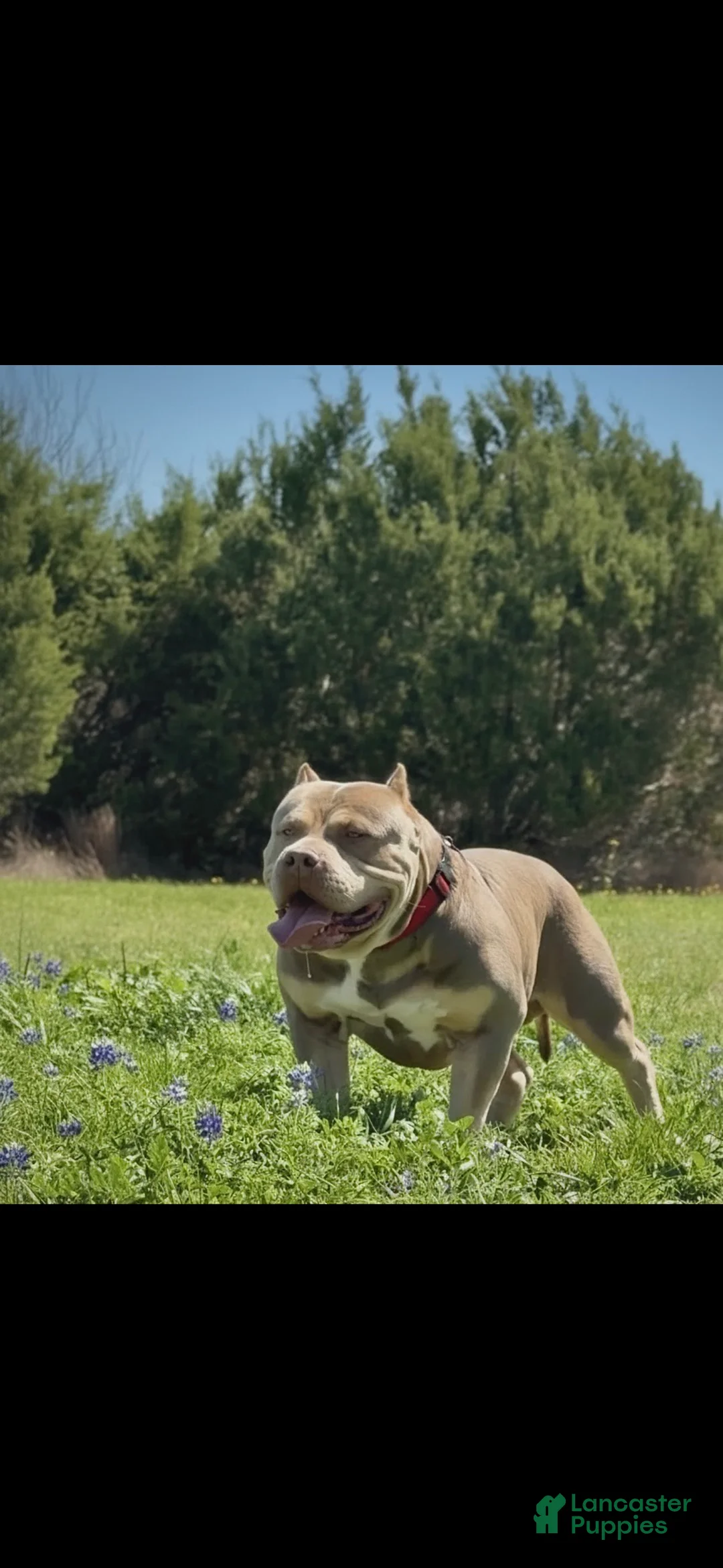 American Bully dogs for sale: American Bully Puppy 1 - Ad 1