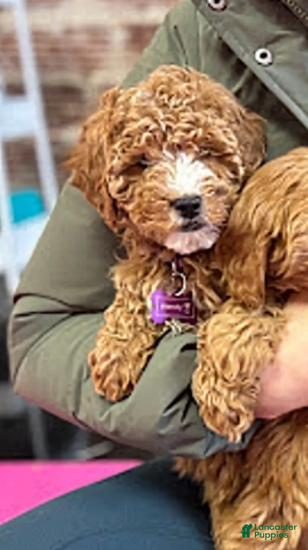 Mini Goldendoodle dogs for sale: Wendy 🌷 Genetic Clear Parents - Ad 1