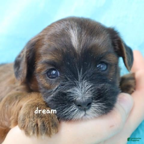 Mixed Breed dogs Elon - Ad 1