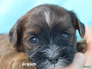 Mixed Breed dogs for sale: Elon - Ad 2