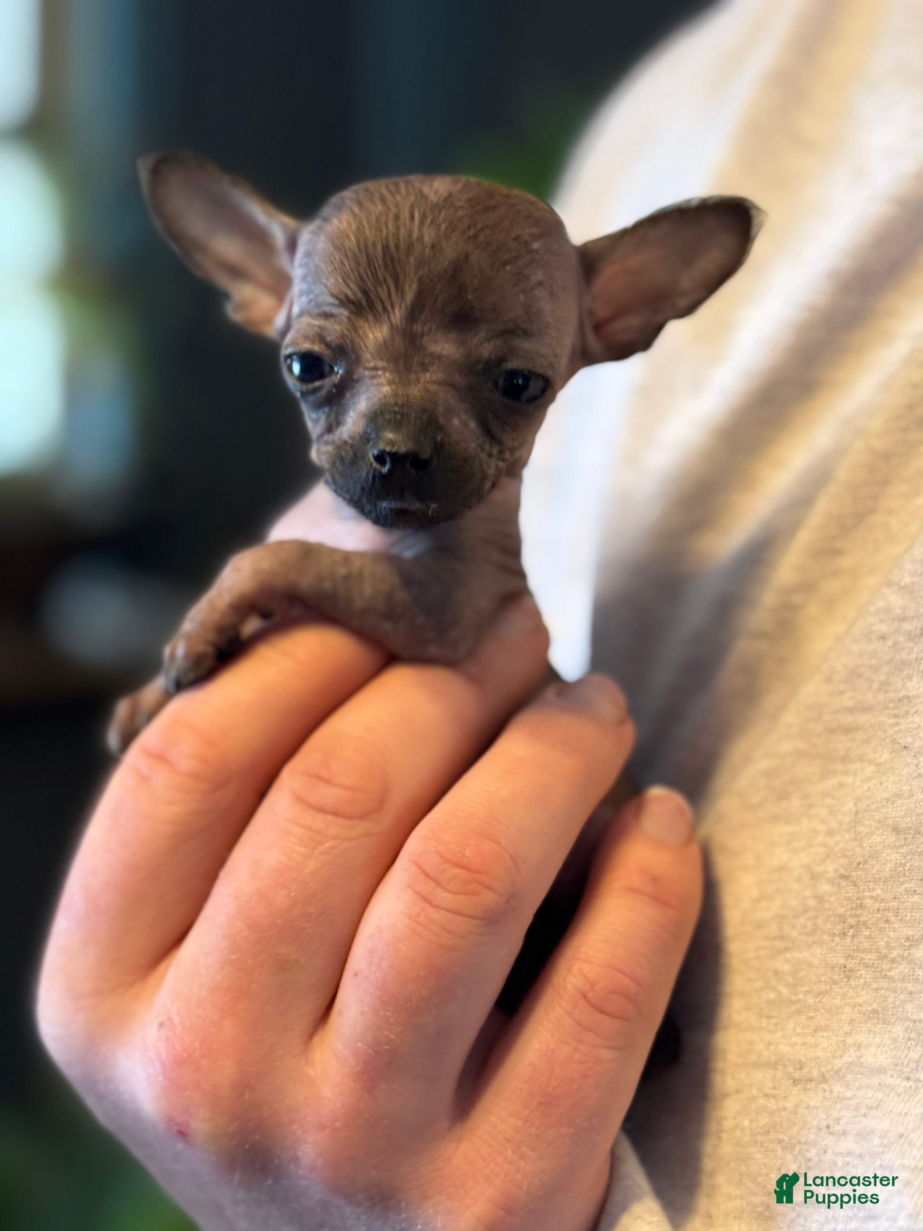 Mixed Breed dogs Mini Mouse  - Ad 4