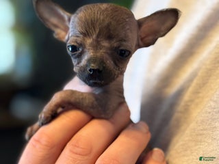 Mixed Breed dogs Mini Mouse - Ad 2