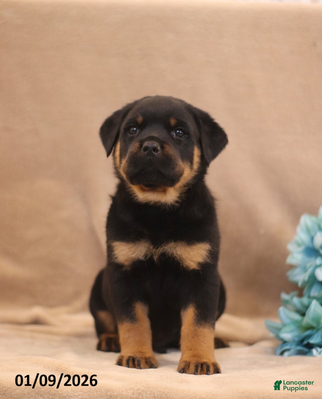 Rottweiler dogs for sale: Talon - Ad 3