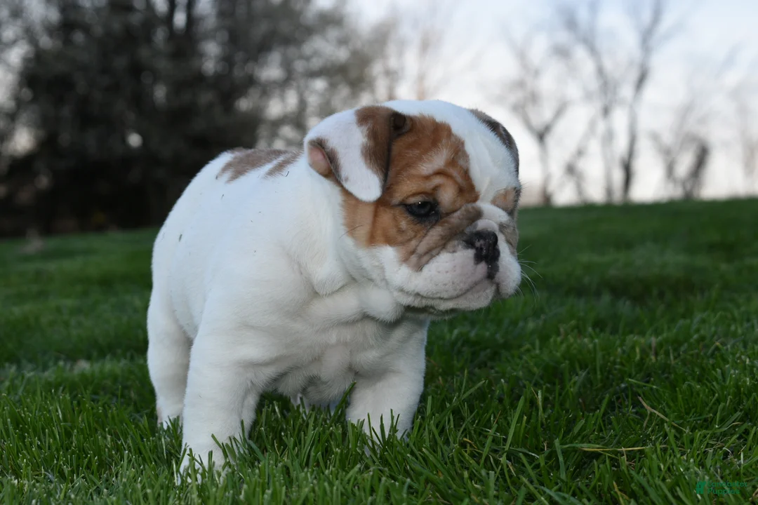 English Bulldog dogs for sale: English Bulldog Puppy 1 - Ad 6