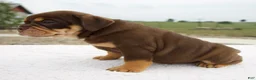 Beabull dogs for sale: Luna - Ad 4