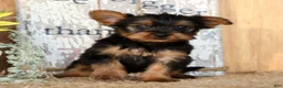 Morkie dogs for sale: Ozzy - Ad 1