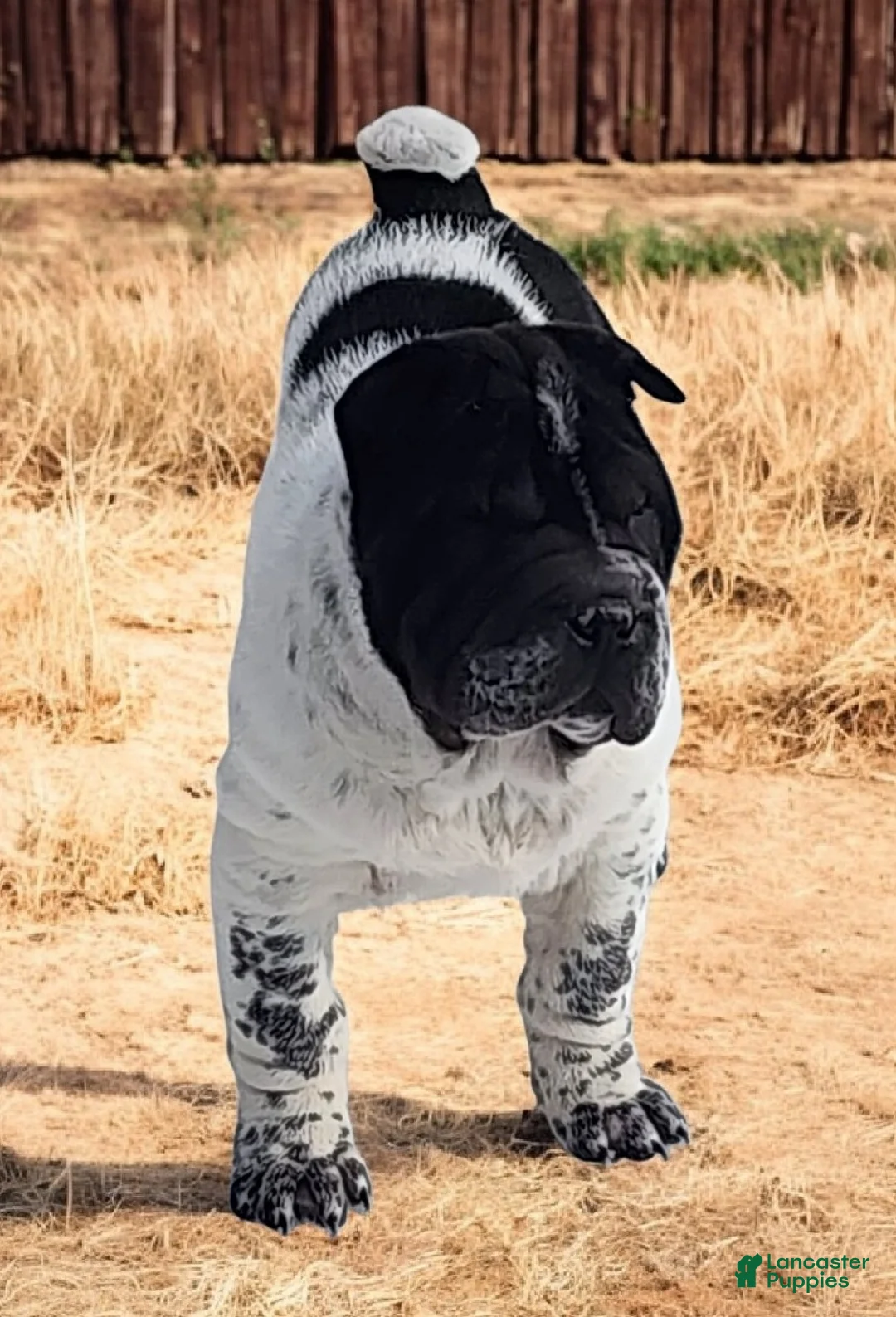 Shar Pei dogs for sale: Oreo black flower mini - Ad 21