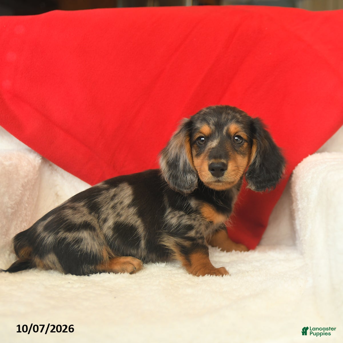 Dachshund dogs Marvin - Ad 2