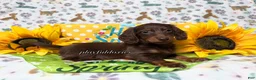 Dachshund dogs for sale:  AKC Chocolate & Tan Long Haired Female Dachshund ALL Clear - Ad 6