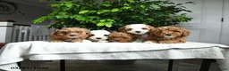 Miniature Poodle dogs for sale: Collin - Ad 3