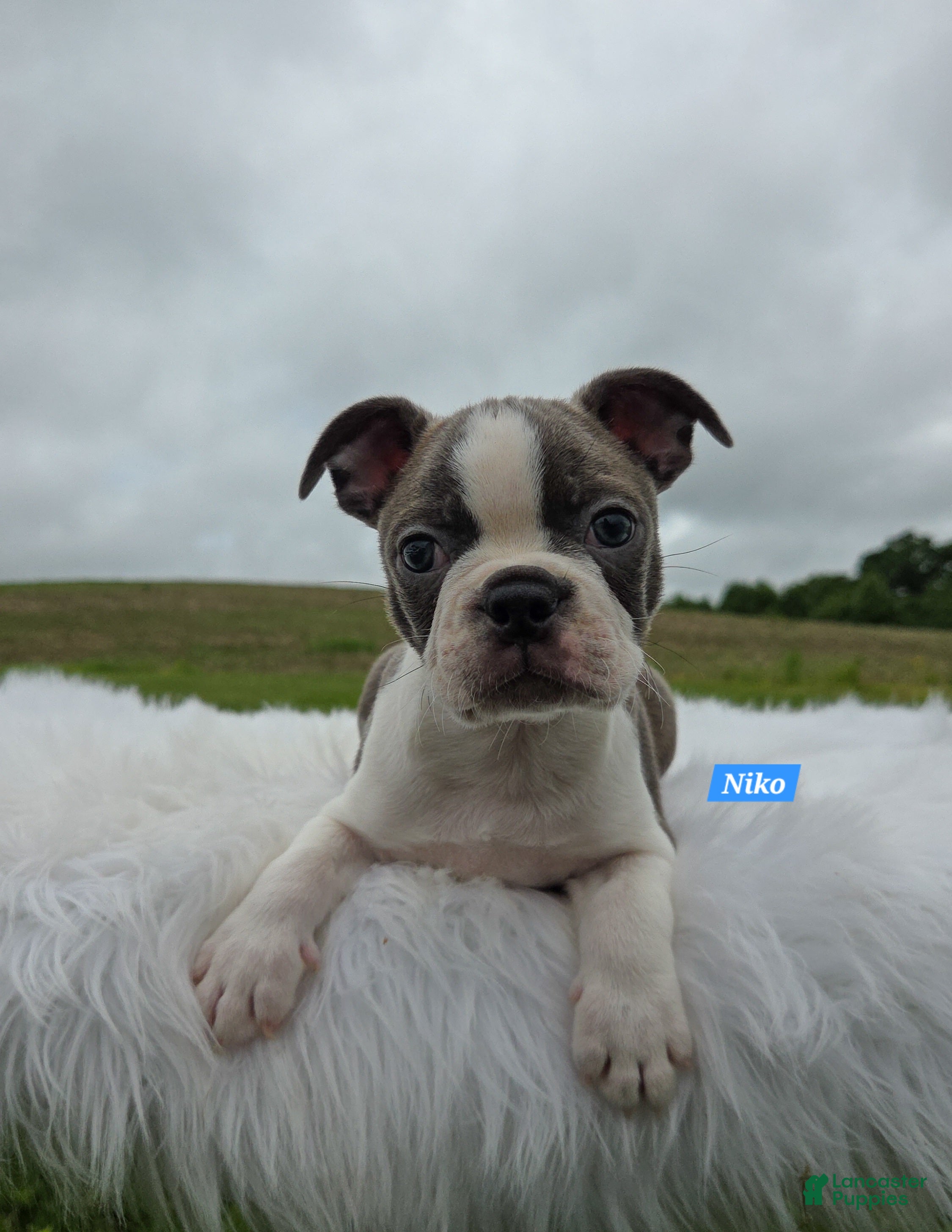 Boston Terrier dogs Niko - Ad 2