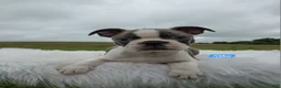 Boston Terrier dogs for sale: Niko - Ad 2