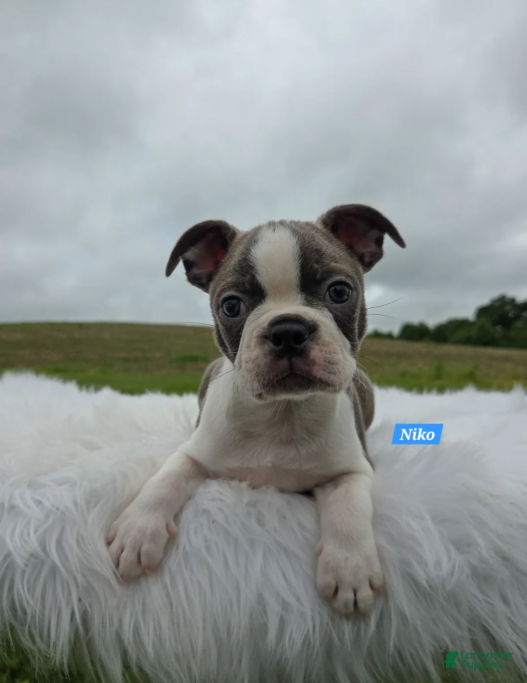 Boston Terrier dogs for sale: Niko - Ad 2