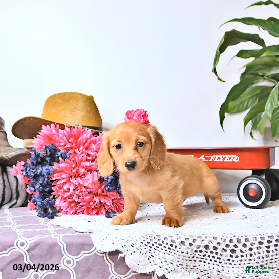 Miniature Dachshund dogs Cookie - Ad 2